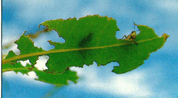 Close-up of leaf damage