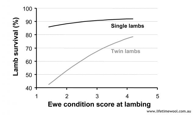 Ewe nutrition during late pregnancy and lambing has a large effect on lamb survival through it’s influence on lamb birth weight.