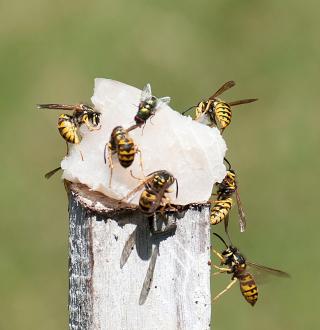 European wasps are attracted to meat protein, pet food, and fish which is routinely used as a lure.