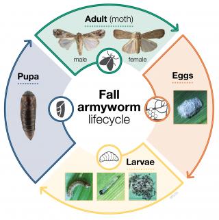 Fall armyworm in Western Australia | Agriculture and Food