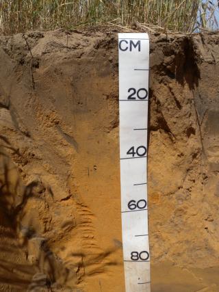 Photograph of a soil pit in a duplex soil profile showing change from loamy, brown sand to orange sand