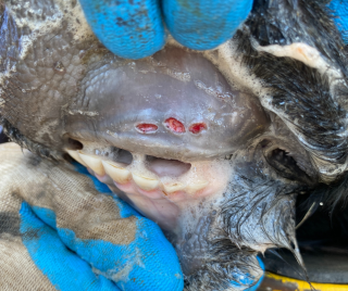 Close up of ulcers in mouth of steer