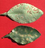 Citrus canker lesions on leaves