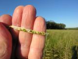 Photograph of a canola pod with seeds at the 20% colour change stage