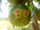 citrus canker lesions on fruit