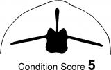 Condition score 5