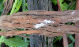 Late stage nymphs and adults of mealybugs overwinter under bark on deciduous fruit tree crops