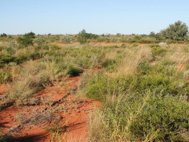 General site view in May 2017 showing the re-colonisation by the native vegetation.