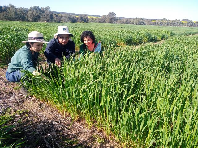 L-R: Dr Chi Cao, Research Officer Murdoch University and DPIRD, Professor Chengdao Li, Director of Western Crop Genetic Alliance and Dr Manisha Shankar, Senior Plant Pathologist DPIRD inspecting oat crop trials for Septoria resistance near Williams in Wes