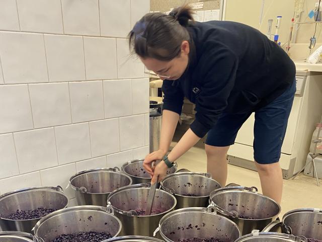 DPIRD technical officer Yu-Yi Liao plunging 10 kg red ferments 