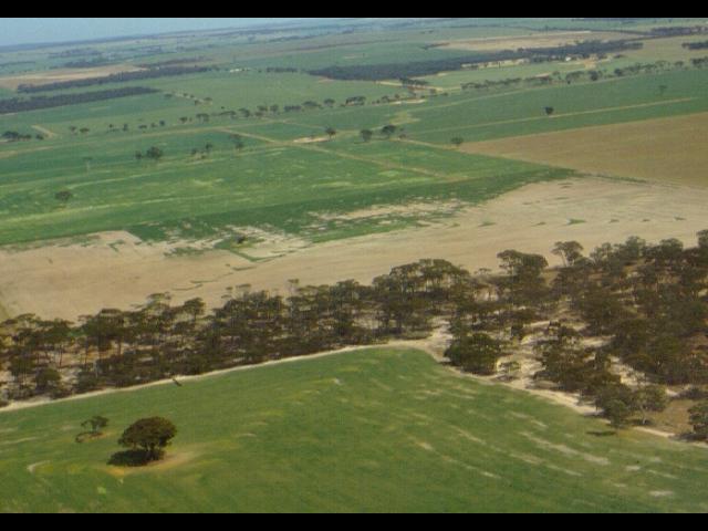 Crop damaged by cockchafer larvae