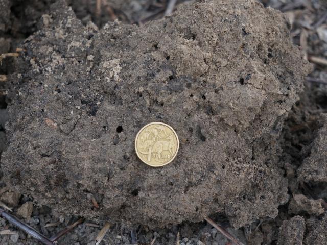 A clod of soil has many small holes scattered through it indicating high earthworm activity