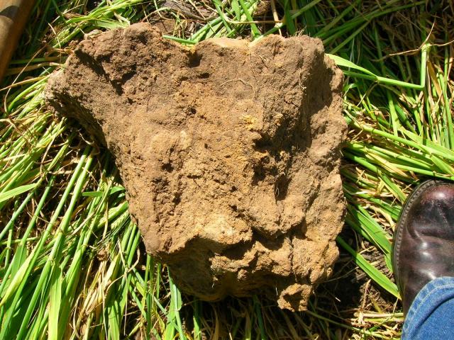 A picture of a large clod of soil sitting on top of some flattened grass. A person's boot can be seen next to the clod. The clod is about 4-5 times larger than the boot.