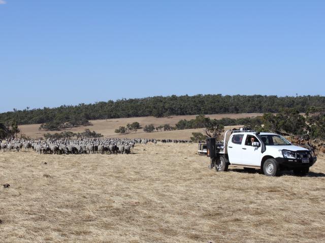 A car in a paddock