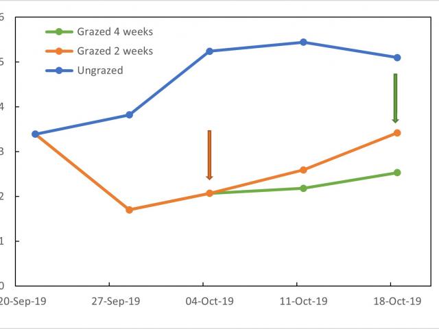 Figure 1:  Average feed on offer (t DM/ha) of pasture at Boyup Brook and Kalgan that was ungrazed, grazed for 2 weeks or grazed for 4 weeks in 2019. Arrows indicate when livestock were removed, colour indicates treatment.