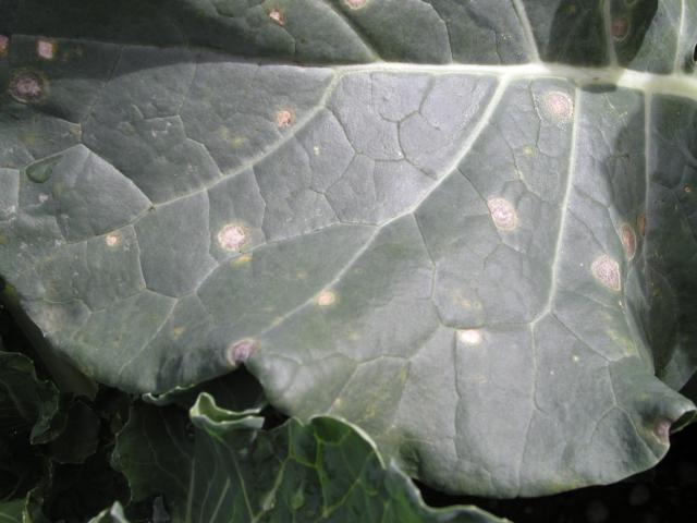 Ringspot disease on cauliflower leaf. Symptoms are small brown circles containing concentric rings, located on the upper surface of a cauliflower leaf.