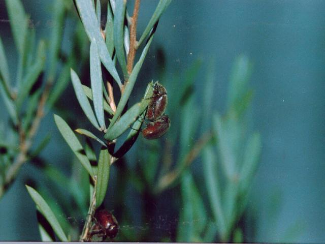 Cockchafer adults on native tree