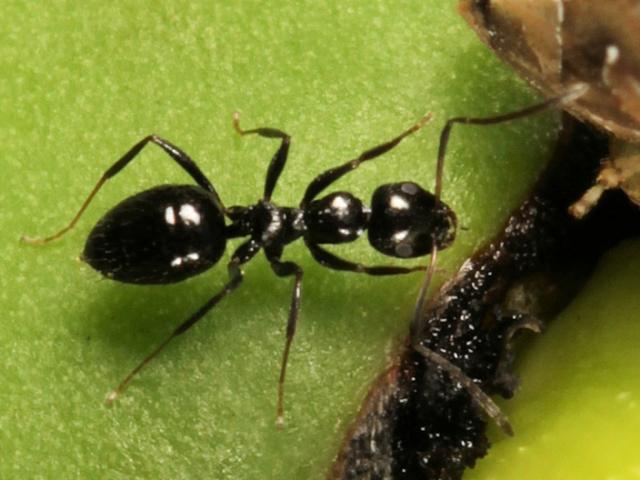 African black sugar ant