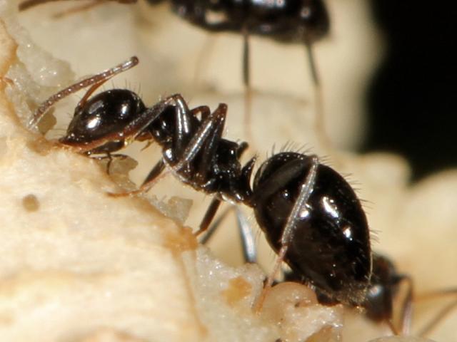 Lateral view of African black sugar ant