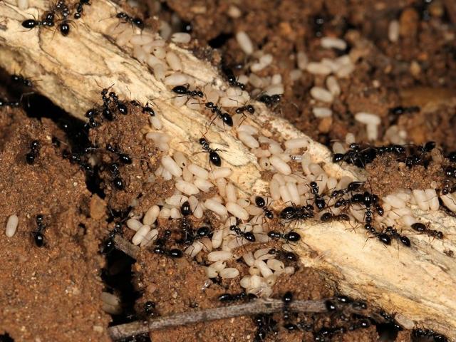 African black sugar ants uncovered.
