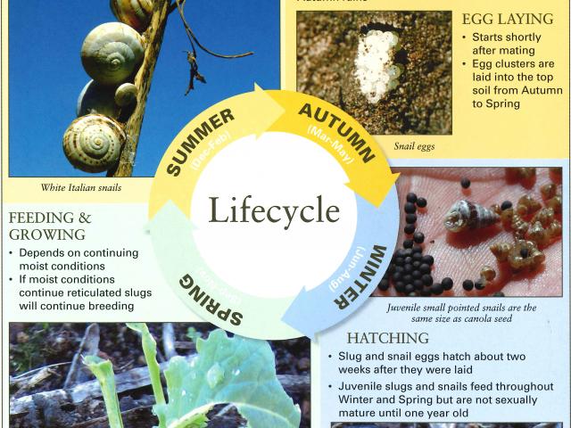 Diagram showing lifecycle of slugs and snails