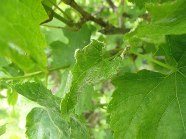 A grapevine leaf distorted with rolled margins due to powdery mildew infection