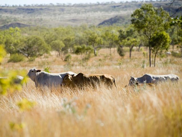 Cattle in the ranglelands