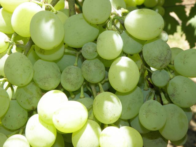 Bunch of grapes of a white variety and on each berry is a web shaped brown scar where powdery mildew infection has previously occurred