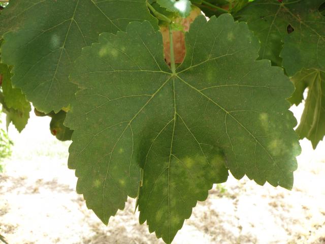 Yellow spots about the size of a 5 cent piece where powdery mildew infection has occurred