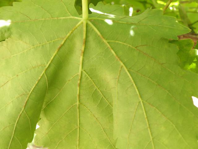 Underside of grapevine leaf with brown discoloured veins caused by powdery mildew infection