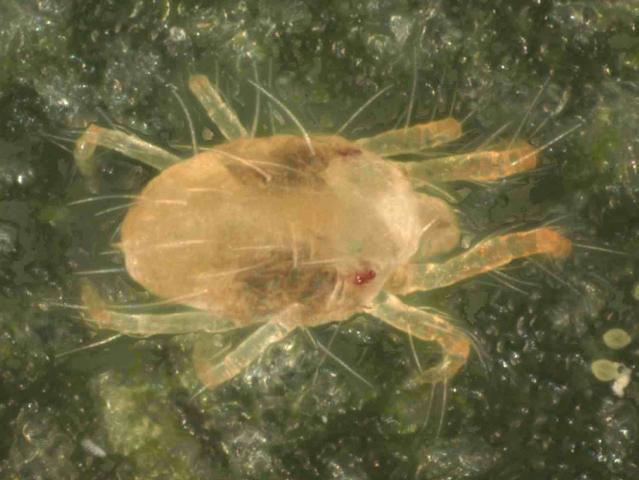 Dorsal view of a two-spotted spider mite (Tetranychus urticae) with ingested food visible in the stomach sacks