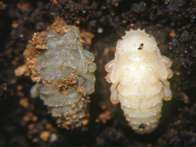 Pupae of garden weevil - the grey pupa is infected with a parasitic nematode