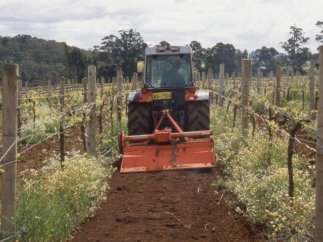 Cultivating the inter-row of vineyards when garden weevil is in the delicate pupal stage has been effective in Victorian vineyards