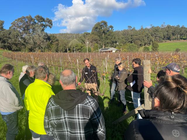 DPIRD's Richard Fennessy demonstrating some of the pruning principles that can optimise vine longevity.