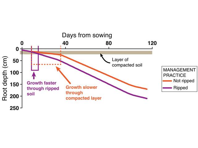 The line graph shows rooting depth increases with time after sowing and is deeper after ripping