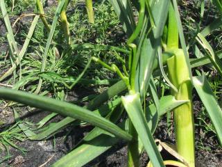 Zinc deficiency on garlic.