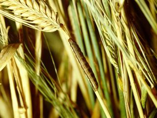 An armyworm larva climbing a drying barley stem