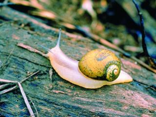 Green shelled snail on a tree trunk.