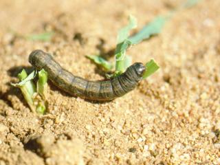 Cutworm has fed on all leaves of a 3 leaf cereal seedling leaving only the stem.