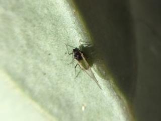 Winged green peach aphid.
