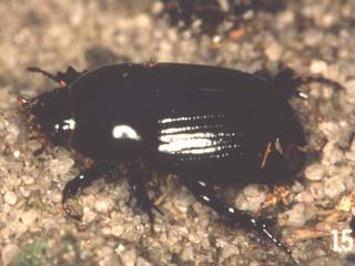African black beetle is a species that occurs in both Indonesia and Western Australia. Adults are shiny black and about 1cm long