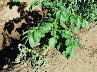 Feeding by African black beetle adults on young potato stems at ground level can kill them