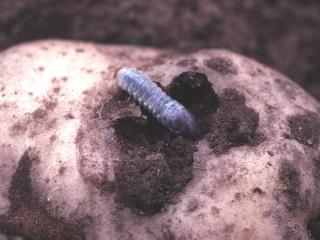 Larvae of African black beetle can bore into potato tubers making them unmarketable