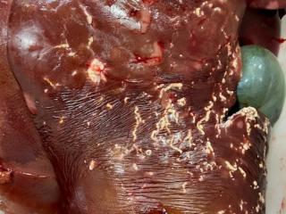 The condemned lamb liver with typical chronic lesions of Taeniad larval migration through the liver.