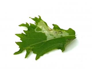 A green leaf with white tunneling insect damage