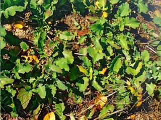 Canola infected with Beet western yellow virus.
