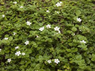 Small-leafed grouncover plant with tiny white flowers.