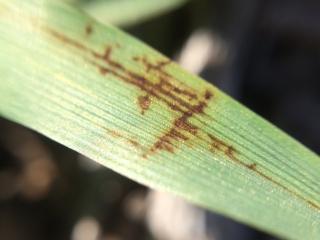 Barley net-type net blotch lesions