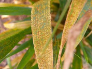Barley leaf rust