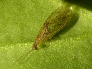 Brown lacewing adult. Photo courtesy Pia Scanlon, DAFWA